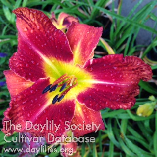 Daylily For All Eternity